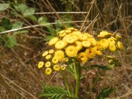 Kalkgravs-flora 